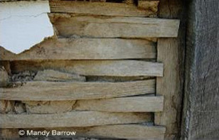 Daub mixture on wattle